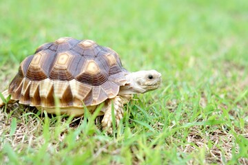 Tortoise in a garden. World Animal Day.