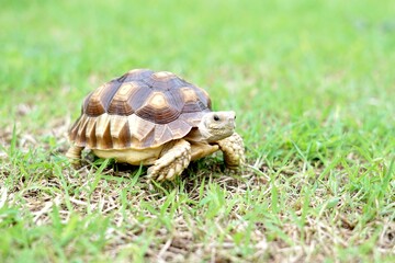 Tortoise in a garden. World Animal Day.