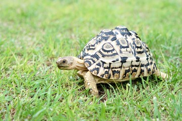 Tortoise in a garden. World Animal Day.