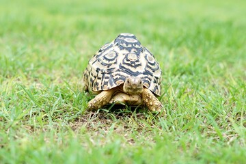 Tortoise in a garden. World Animal Day.