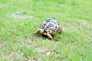 Tortoise in a garden. World Animal Day.