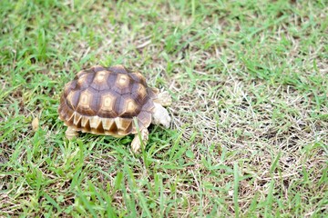 Tortoise in a garden. World Animal Day.