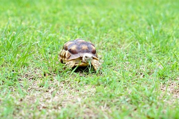 Tortoise in a garden. World Animal Day.