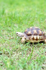 Tortoise in a garden. World Animal Day.