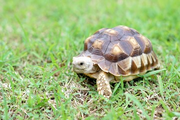 Tortoise in a garden. World Animal Day.