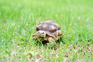 Tortoise in a garden. World Animal Day.