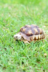 Tortoise in a garden. World Animal Day.