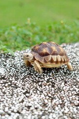 Tortoise in a garden. World Animal Day.