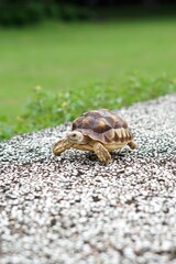 Tortoise in a garden. World Animal Day.