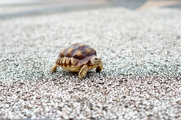 Tortoise in a garden. World Animal Day.
