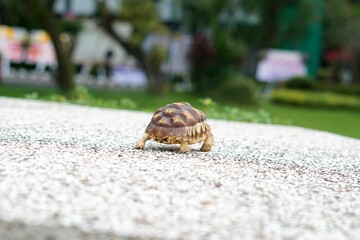 Tortoise in a garden. World Animal Day.