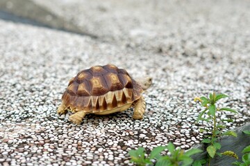 Tortoise in a garden. World Animal Day.
