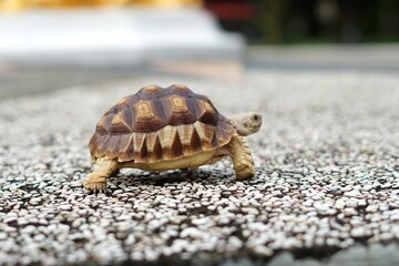 Tortoise in a garden. World Animal Day.