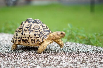 Tortoise in a garden. World Animal Day.