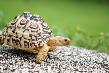 Tortoise in a garden. World Animal Day.
