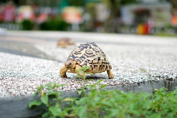 Tortoise in a garden. World Animal Day.
