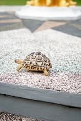 Tortoise in a garden. World Animal Day.