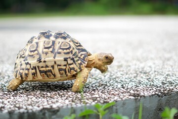 Tortoise in a garden. World Animal Day.