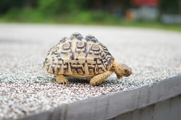Tortoise in a garden. World Animal Day.