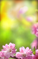 Colorful cherry blossoms, pastel coloring, spring sunny day. Springtime atmospheric mood. Copy space