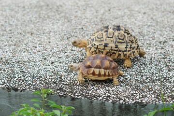 Tortoise in a garden. World Animal Day.