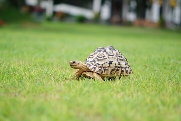 Tortoise in a garden. World Animal Day.