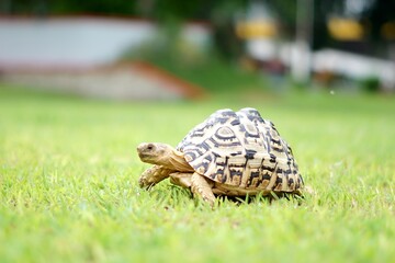 Tortoise in a garden. World Animal Day.