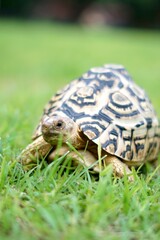 Tortoise in a garden. World Animal Day.