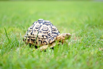 Tortoise in a garden. World Animal Day.