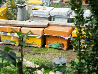 bees in a beehive
