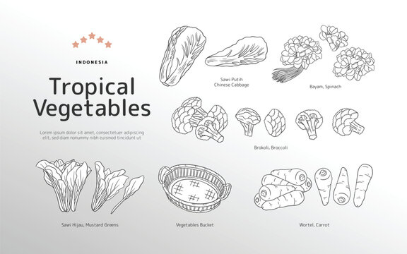 Isolated Tropical vegetables outline illustration