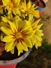 Gazania Ringen