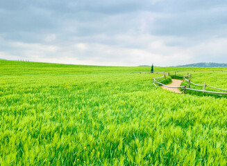 green wheat field