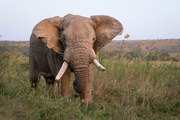 A large adult bull African elephant with tusks flapping its ears in grasslands in Hluhluwe Imfolozi...
