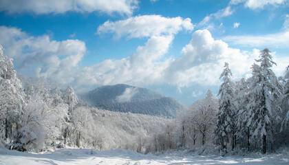snowy forest with a clear, bright  and blue sky and puffy white clouds; suitable for background or wallpaper