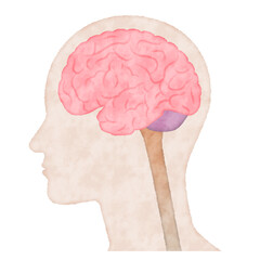 人間の体の脳の断面図, 水彩画風ベクターイラスト