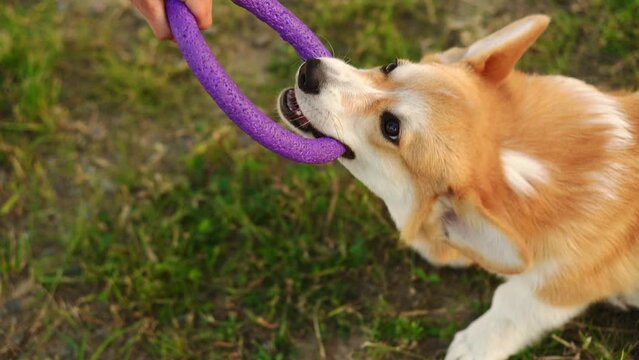 Cheerful, happy, energetic, active Pembroke Welsh Corgi dog plays with his owner with a ring toy in the park, having fun, trying to snatch it from his owner hands. Top view from the owner's side. 
