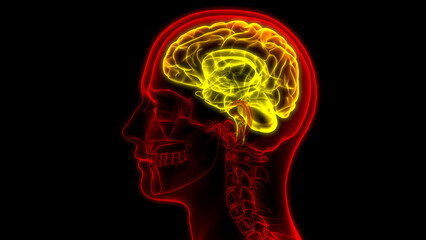 Obraz premium Central Organ of Human Nervous System Brain Anatomy