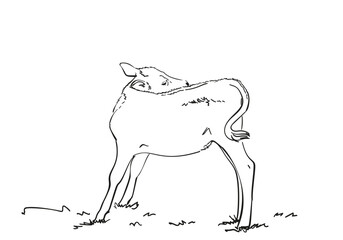 A calf scratches its back with its head turned far back, hand drawn illustration, a young cow stands on four legs on the lawn, vector freehand line sketch black ink on white © art_of_line