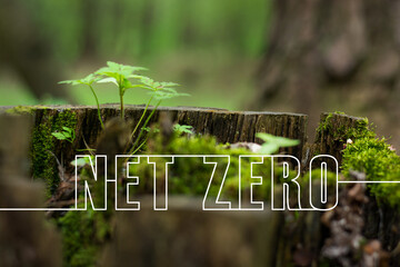 Net zero emission concept 2050 long term strategy. CO2 reduce. Young green plant...