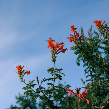 花