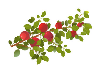Branches of pomegranate fruit. wide branch. Ripe and red. Delicious harvest in garden. Object isolated on white background. Cartoon fun style Illustration vector