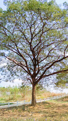 Scenic view of old tree growing in green forest on sunny day