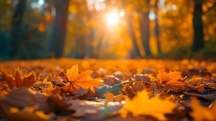 Naklejka na ściany i meble beautiful autumn season nature photography for quotes background