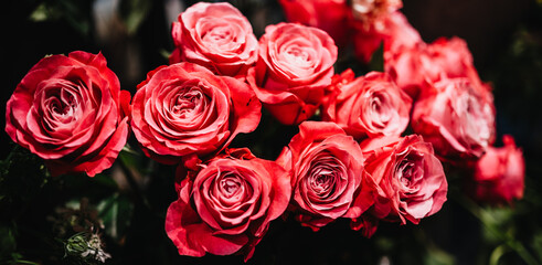 bouquet of red roses.,Pink roses background. Retro filter.