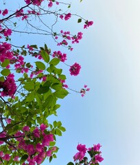 pink cherry blossom with blue sky 