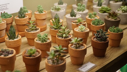 Fototapeta na wymiar A stand with small cactus pots