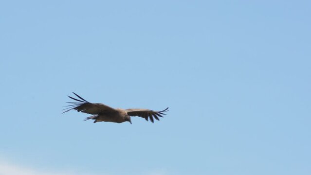 Andean Condor Captured in a stunning flight footage against a blue sky. Slow Motion.
