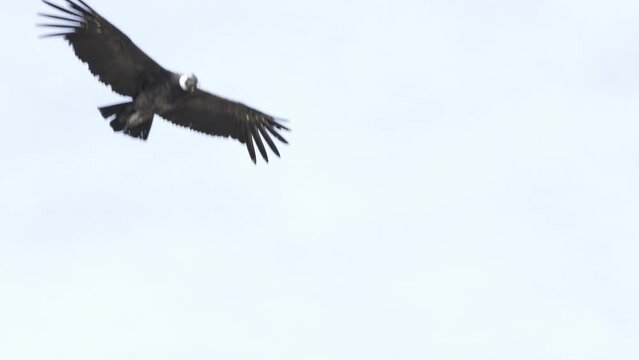 Adult Andean Condor soaring while showing its huge wingspan of about three meters