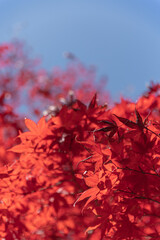 Momiji trees whose leaves begin to turn red in the fall.